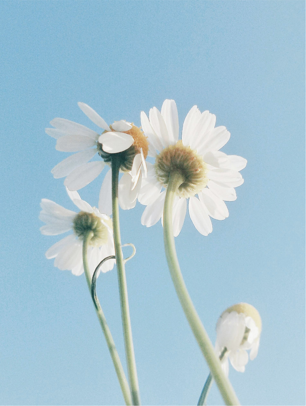Sensitive Skin Oil-To-Milk Cleanser — VOOSHI