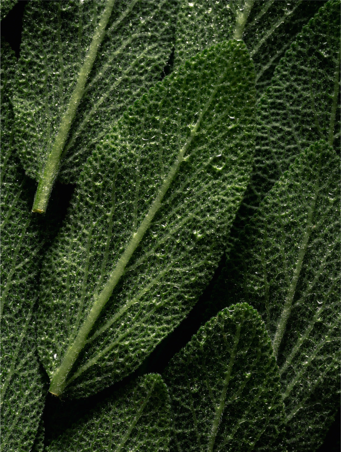 Rosemary Hair & Scalp Oil — VOOSHI