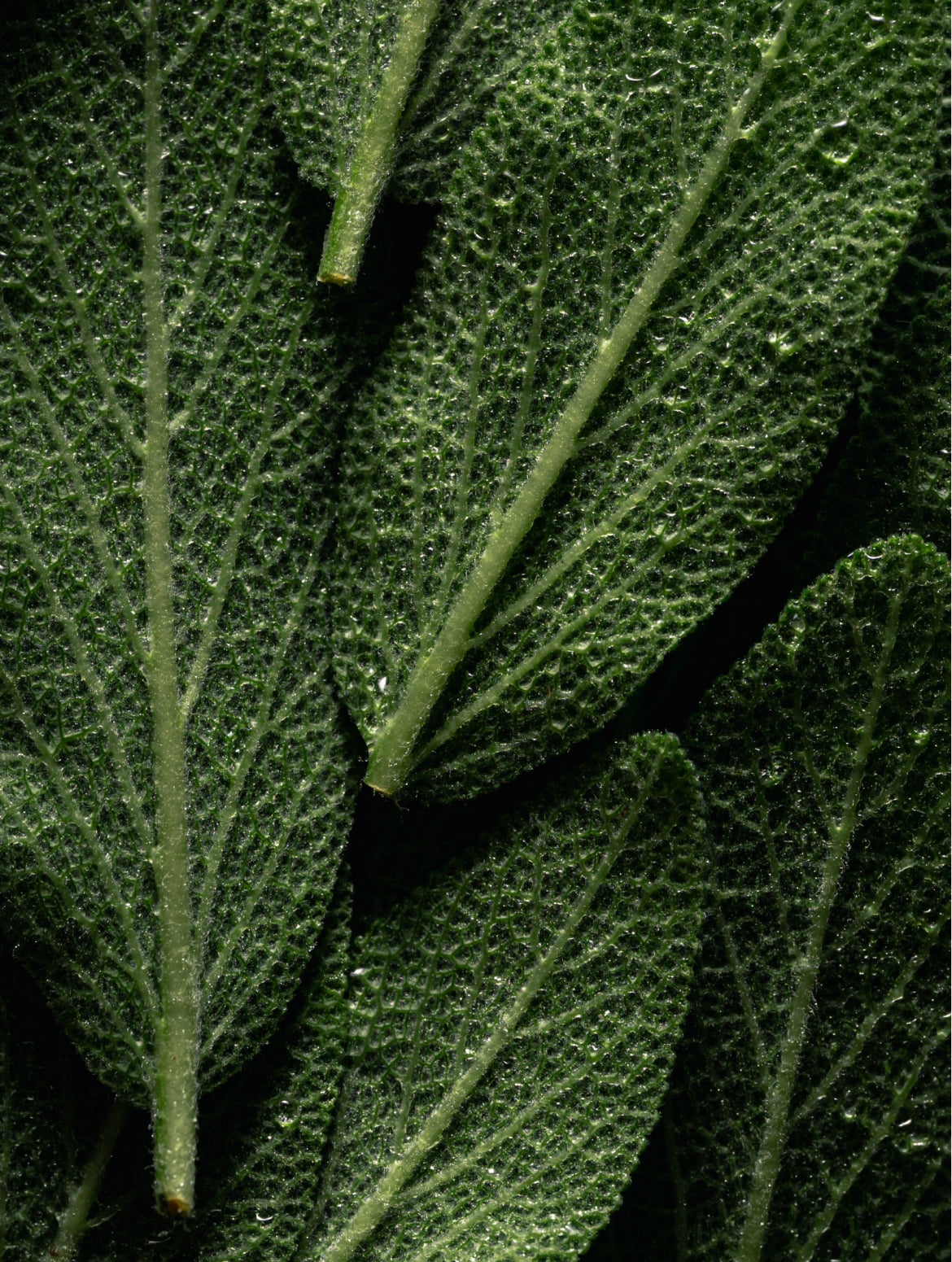 Botanical leaves, natural oil ingredients