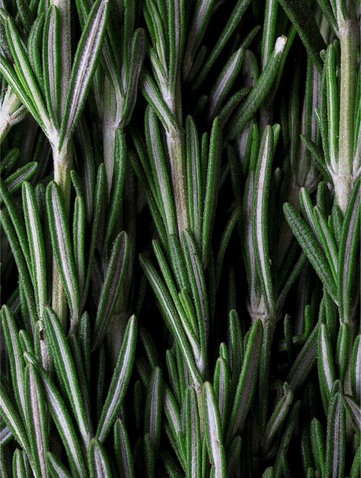 Rosemary Hair & Scalp Oil — VOOSHI